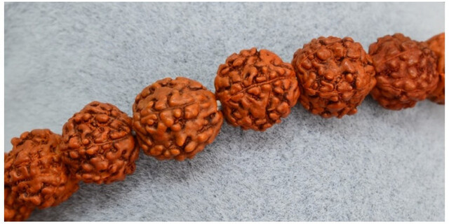 Rudraksha