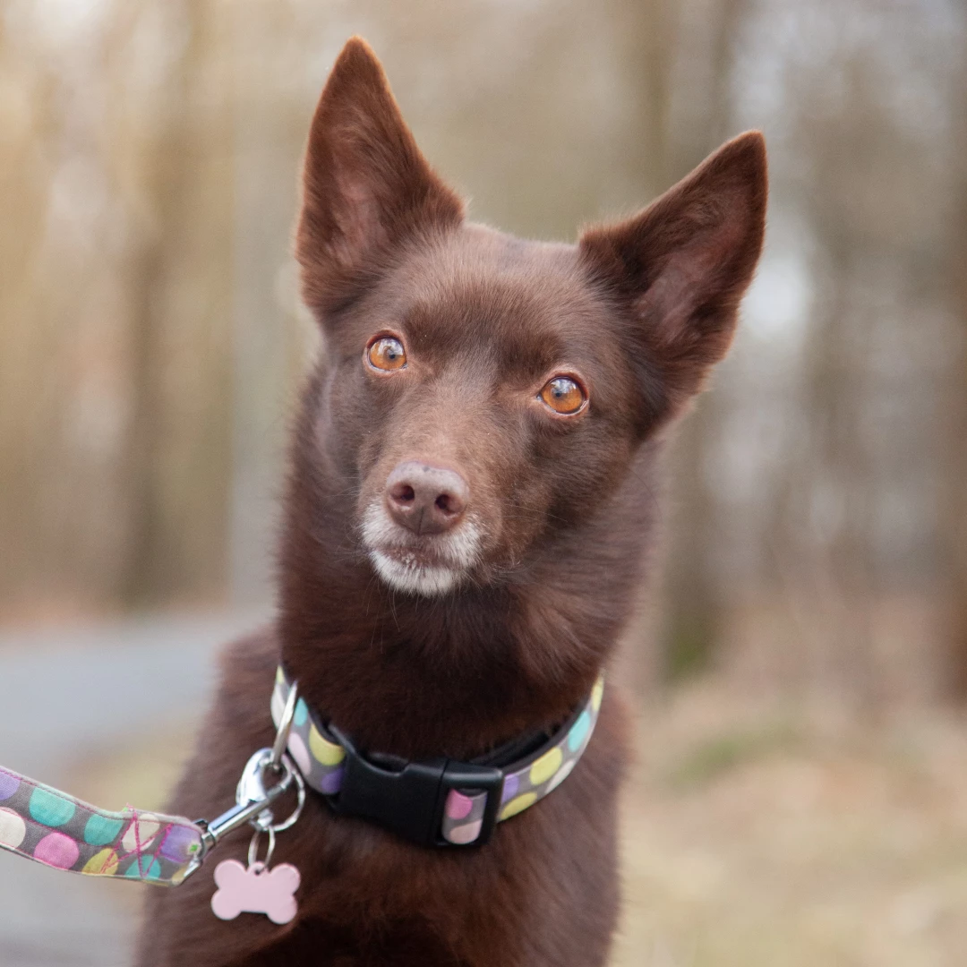 Hliníková psí známka s gravírováním Kost